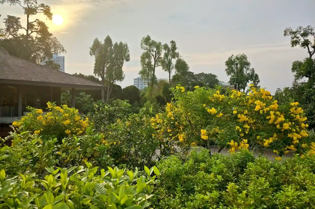 A scenic view of the sunlit tropical gardens and blooming yellow flowers surrounding Pangium in Singapore.
